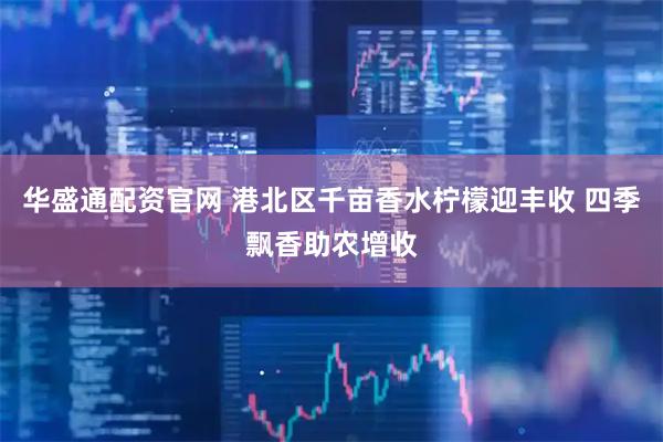 华盛通配资官网 港北区千亩香水柠檬迎丰收 四季飘香助农增收