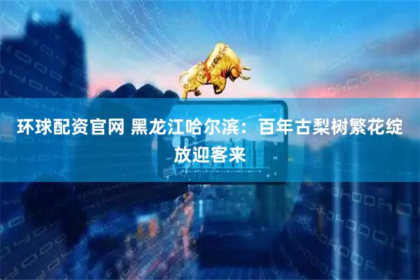 环球配资官网 黑龙江哈尔滨：百年古梨树繁花绽放迎客来